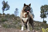AKITA AMERICAIN 253